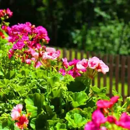 Lotus Hof Stallegg *