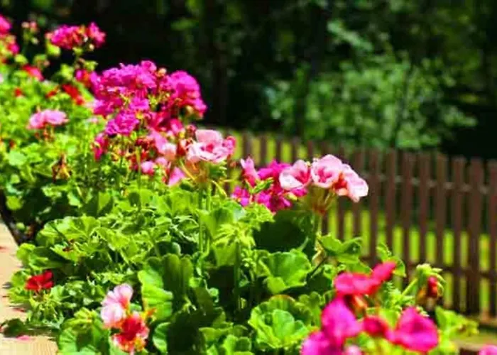 Lotus Hof Stallegg *